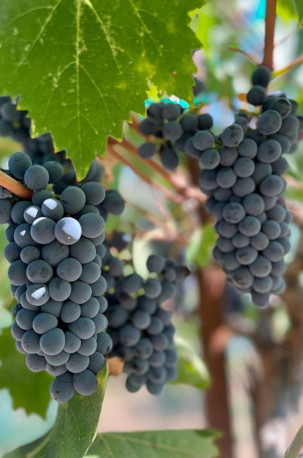 Glorious Grapes at the Vineyard